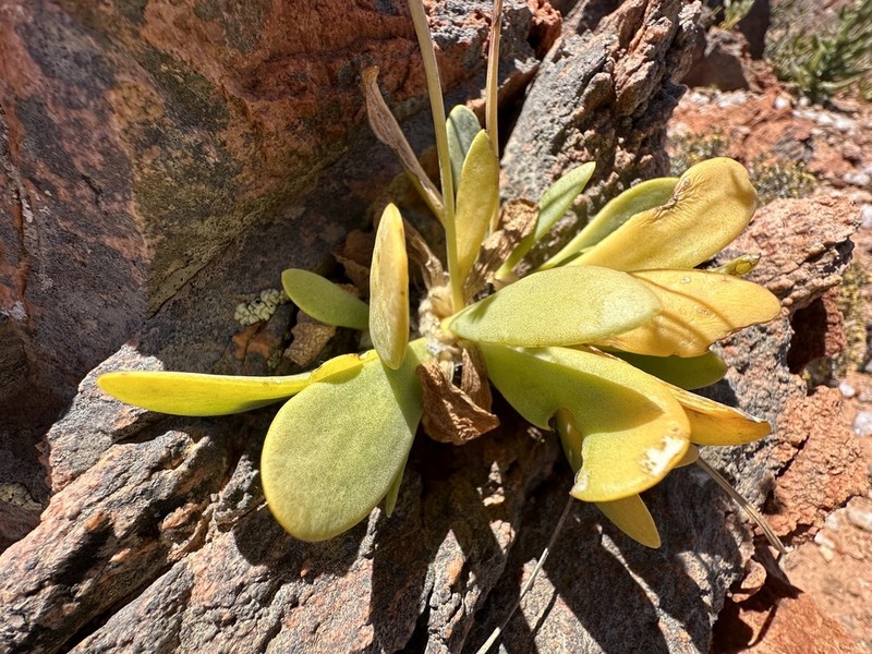 Othonna lilacina photo 6