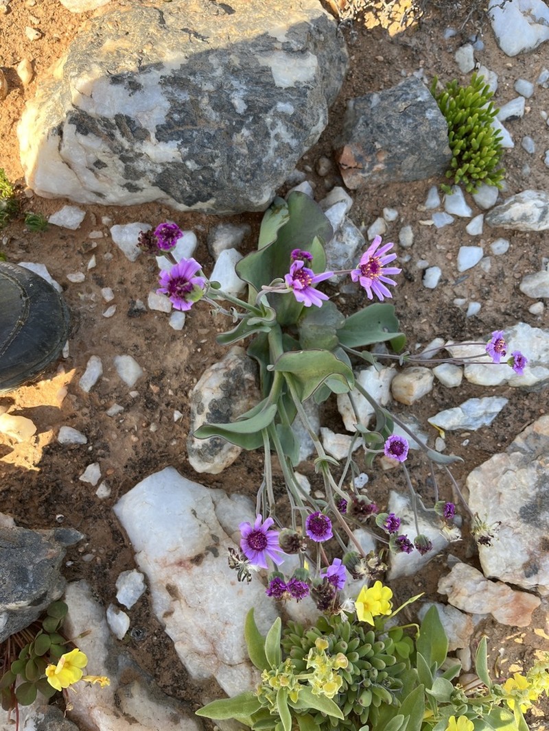 Othonna lilacina photo 7