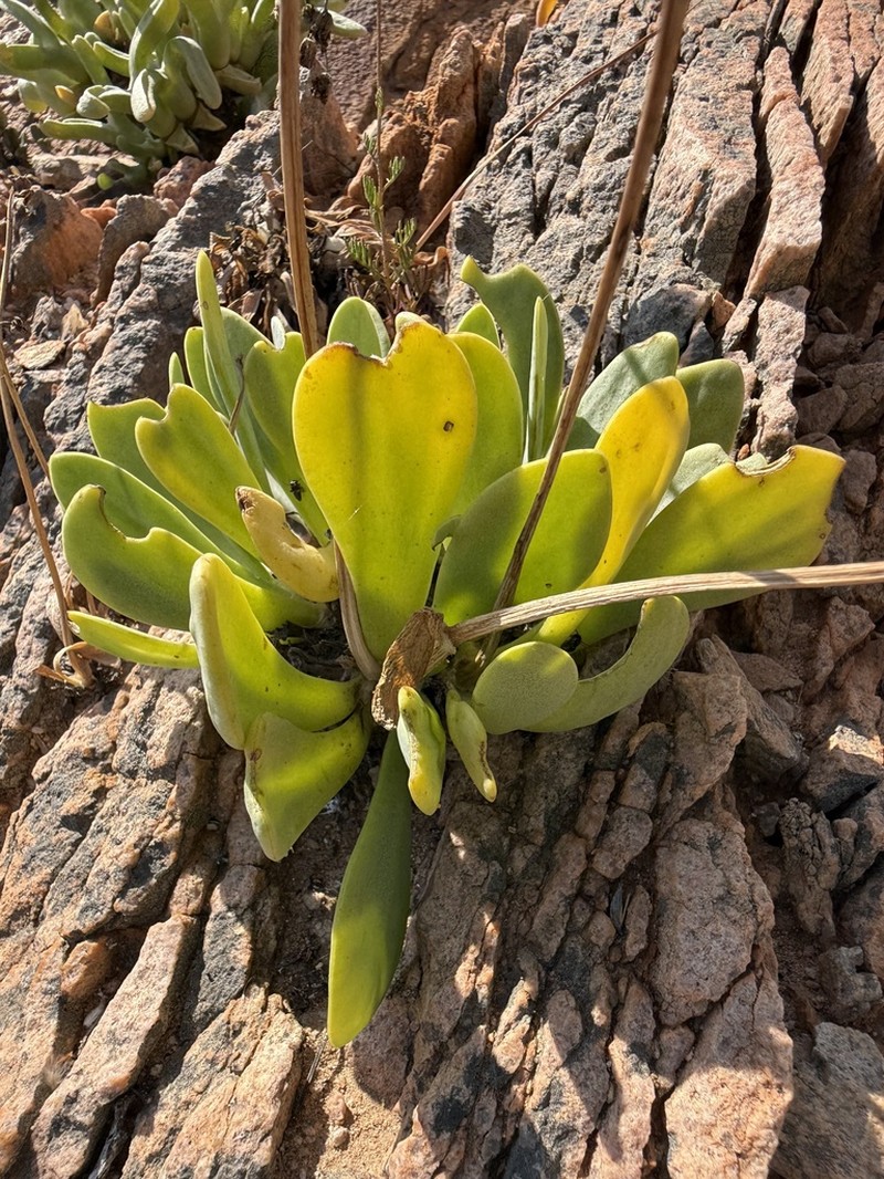 Othonna lilacina photo 8