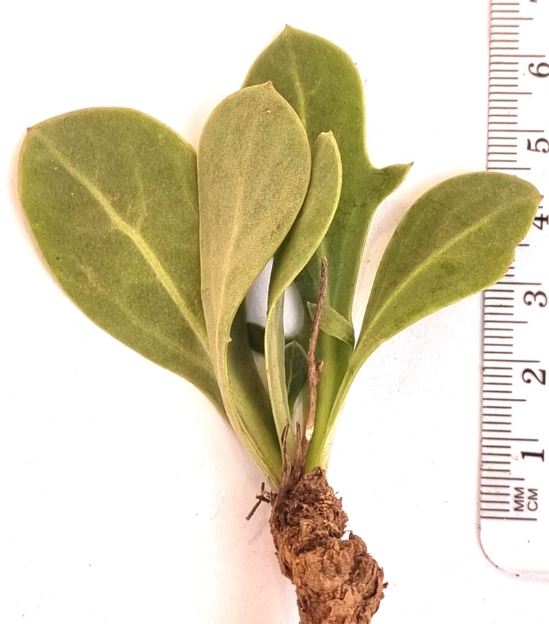 Othonna nigromontana photo 2