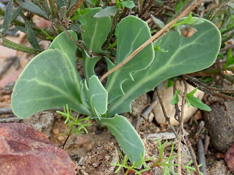 Othonna nigromontana photo 3