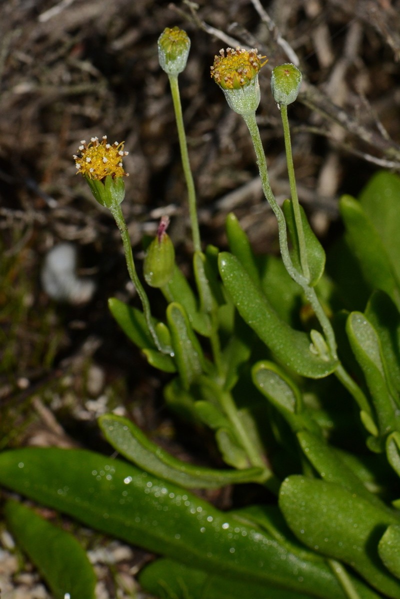 Othonna revoluta