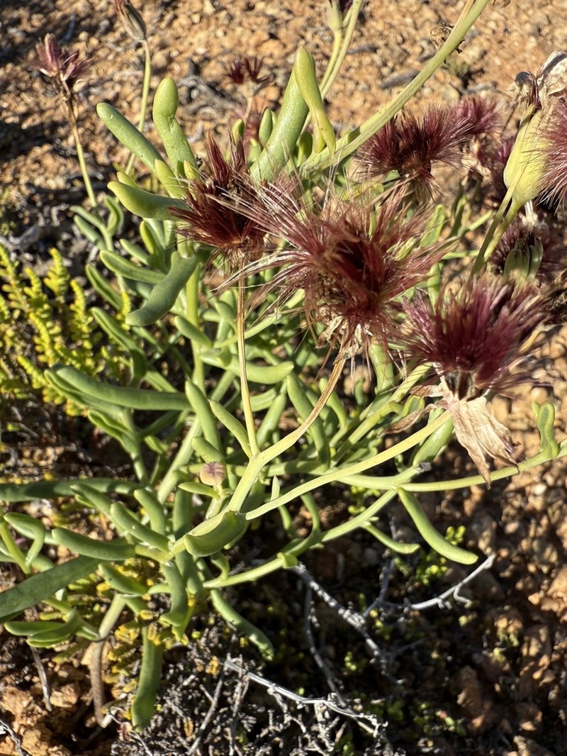 Othonna revoluta photo 2