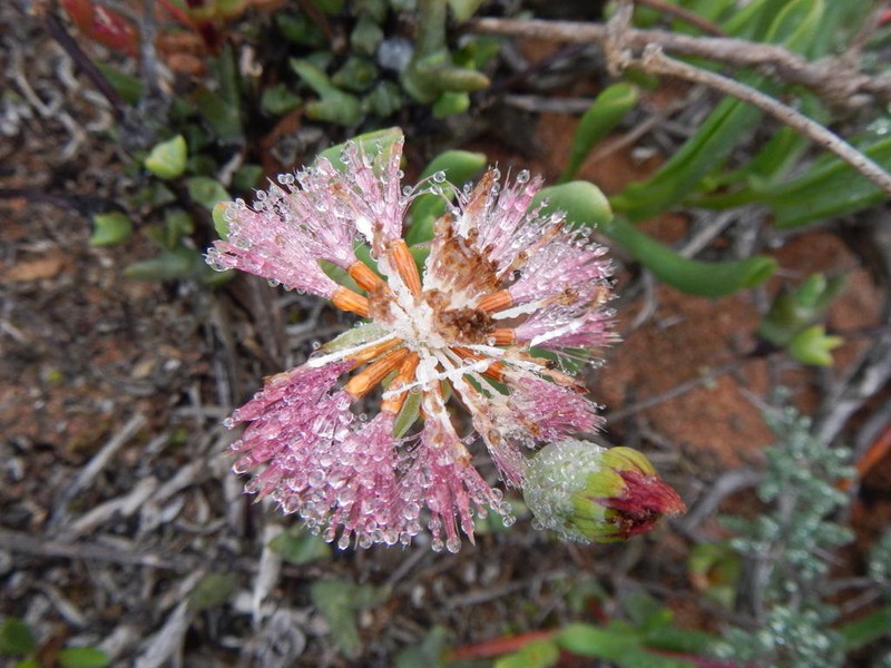 Othonna revoluta photo 3