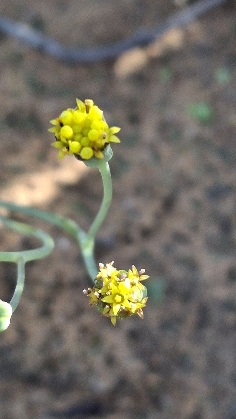 Othonna revoluta photo 4
