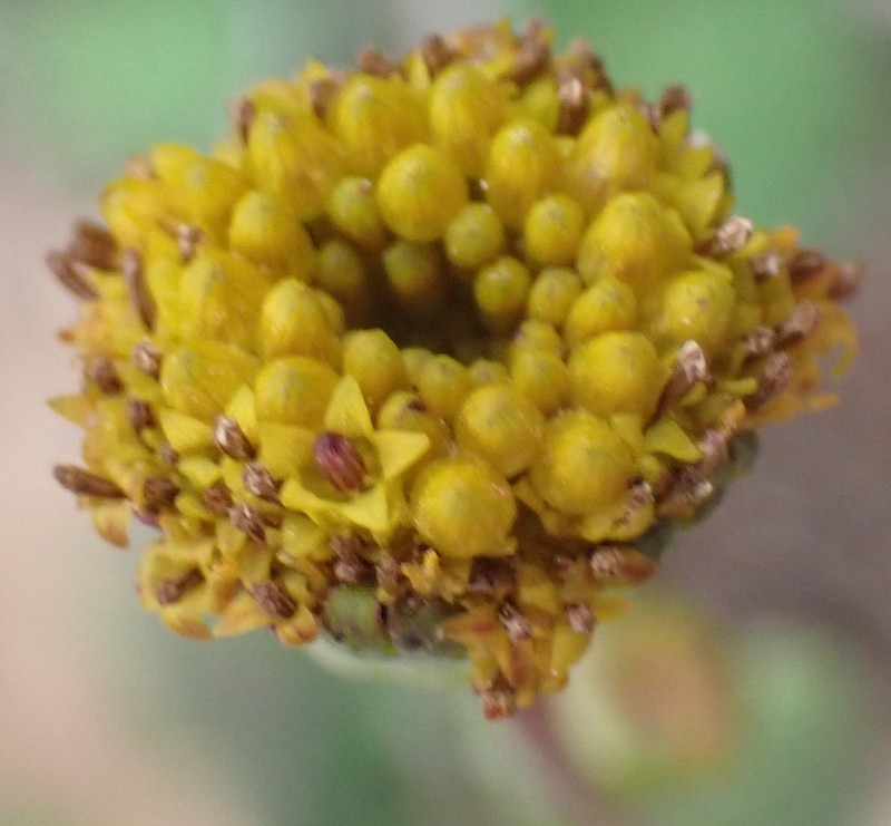 Othonna revoluta photo 5