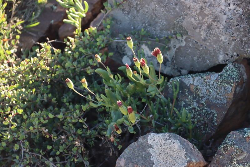 Othonna revoluta photo 6
