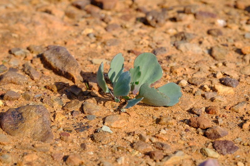 Othonna taraxacoides