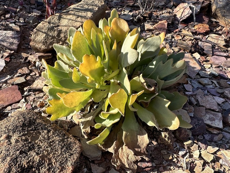Othonna taraxacoides photo 2