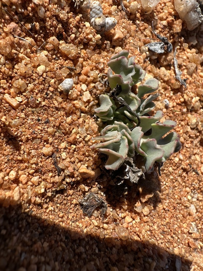 Othonna taraxacoides photo 3