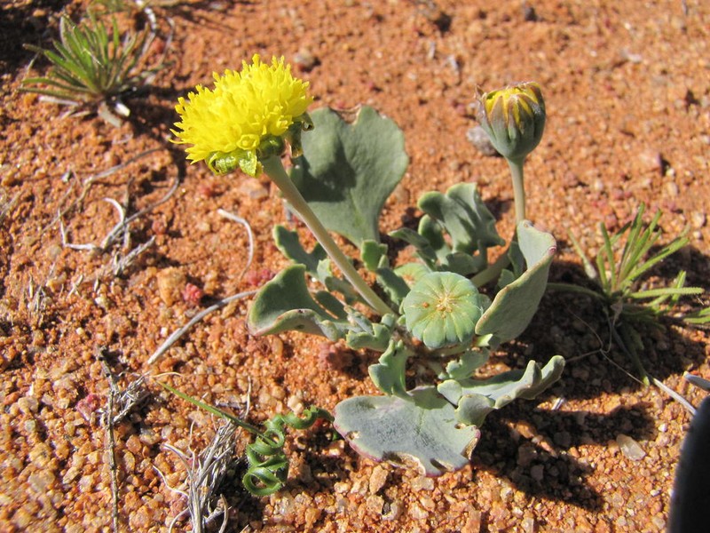 Othonna taraxacoides photo 4