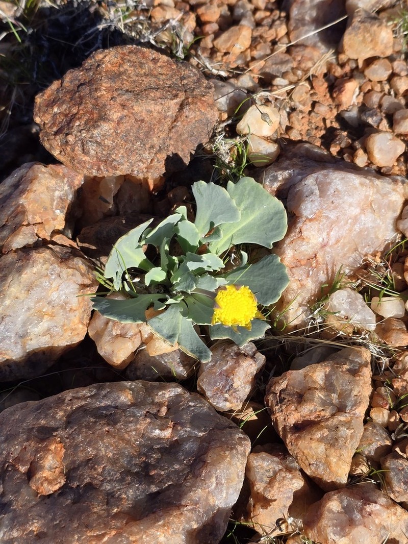 Othonna taraxacoides photo 6