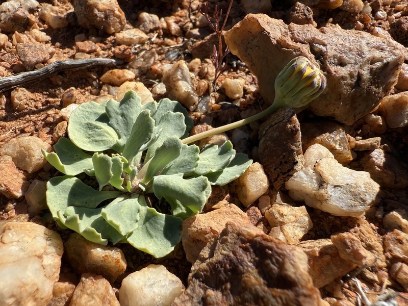 Othonna taraxacoides photo 7