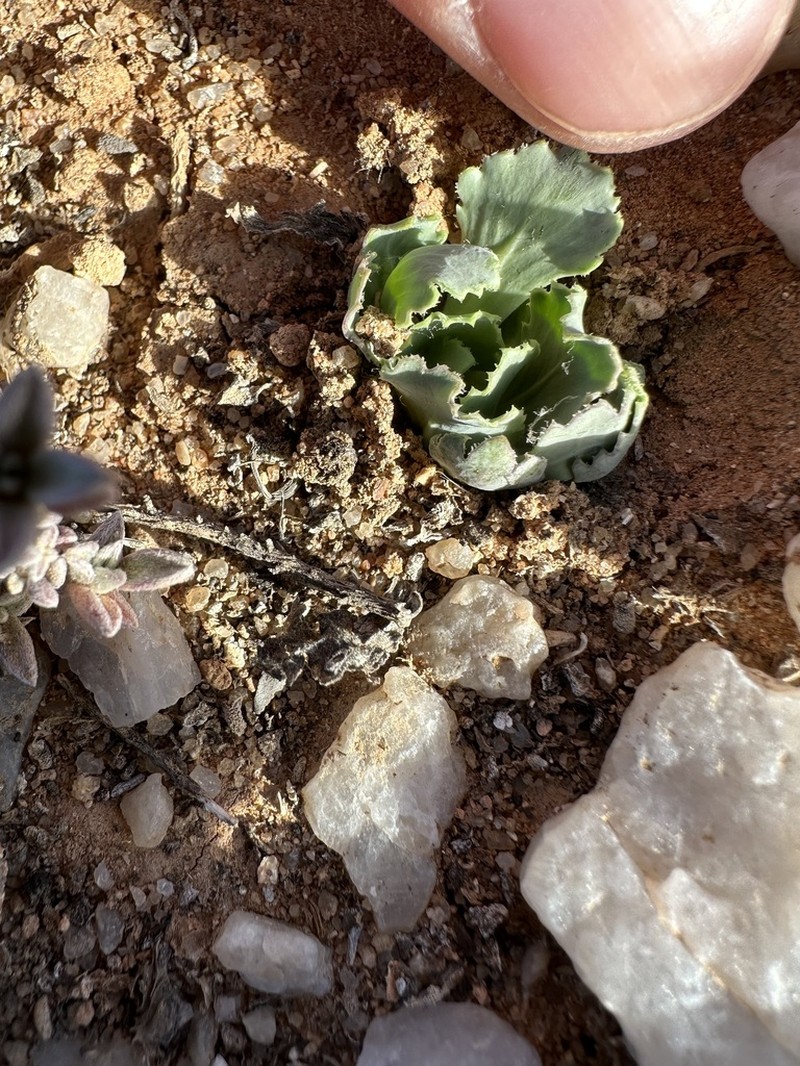 Othonna taraxacoides photo 8