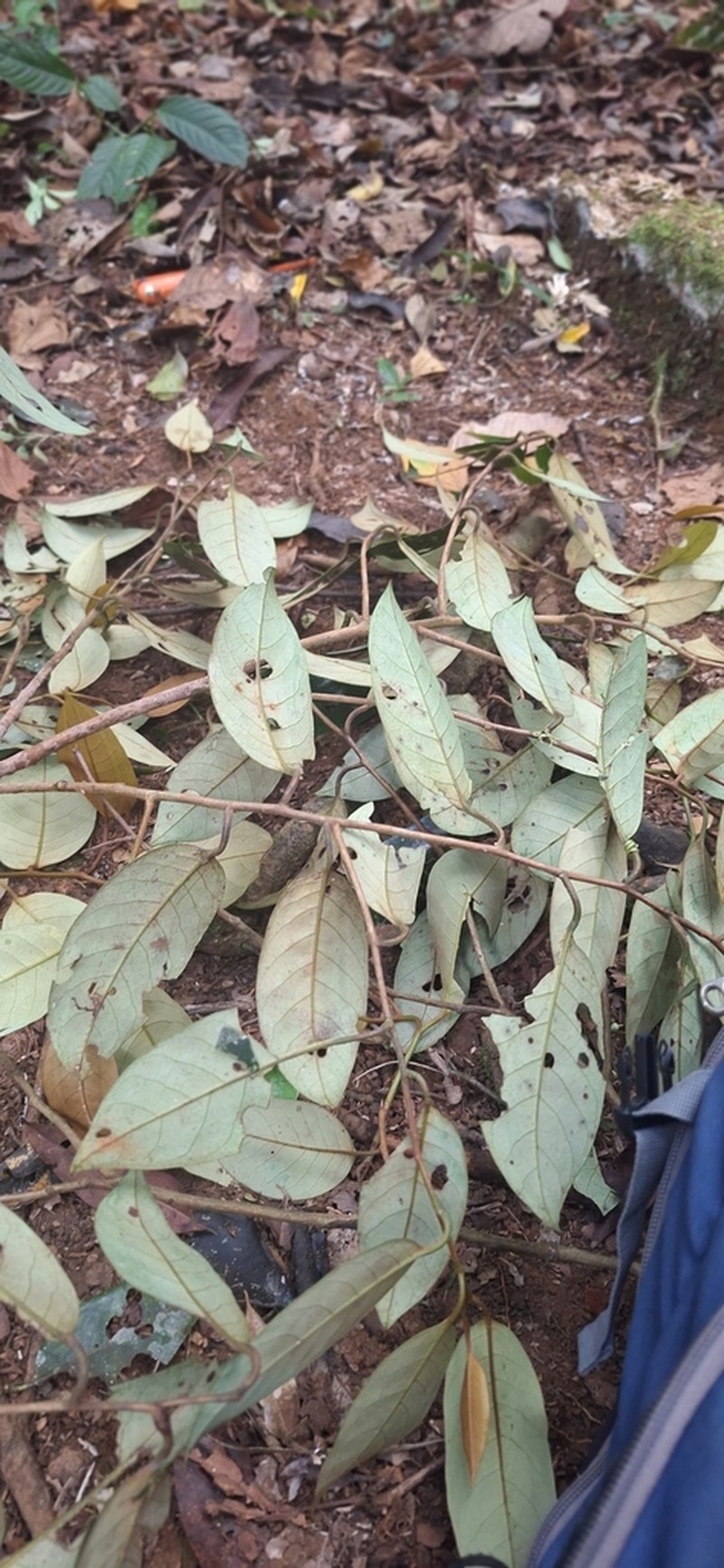 Otoba acuminata photo 2
