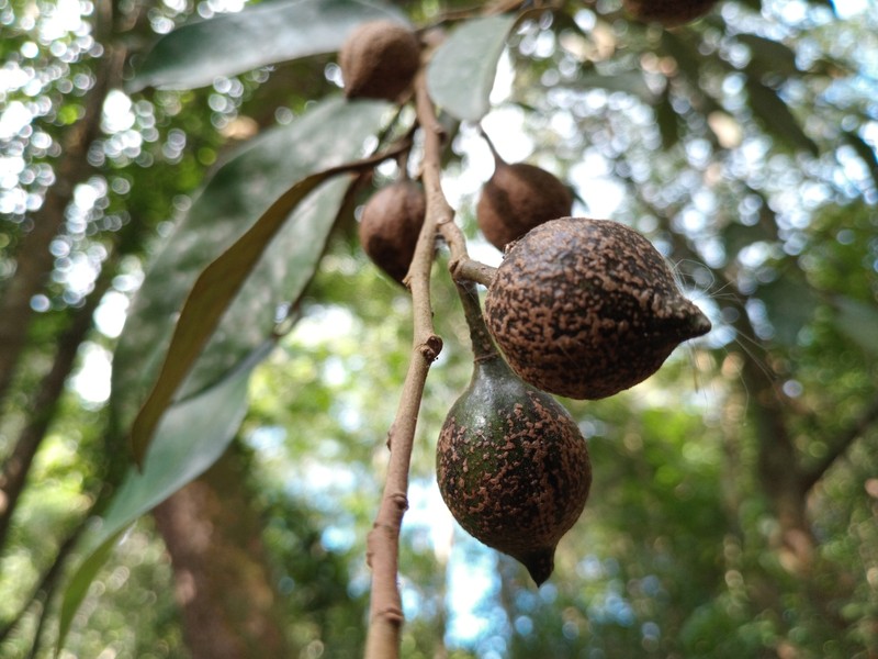Otoba acuminata photo 4