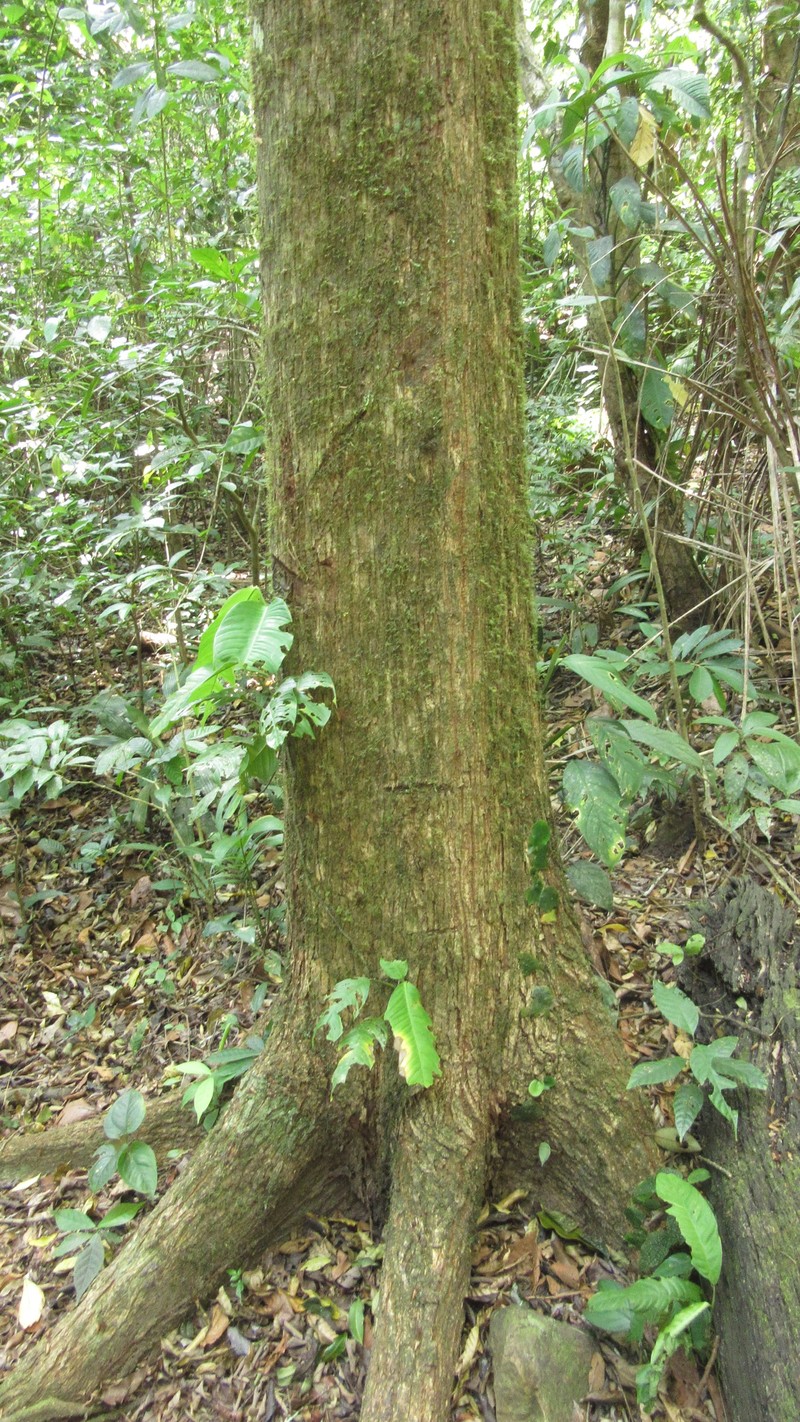 Otoba acuminata photo 5