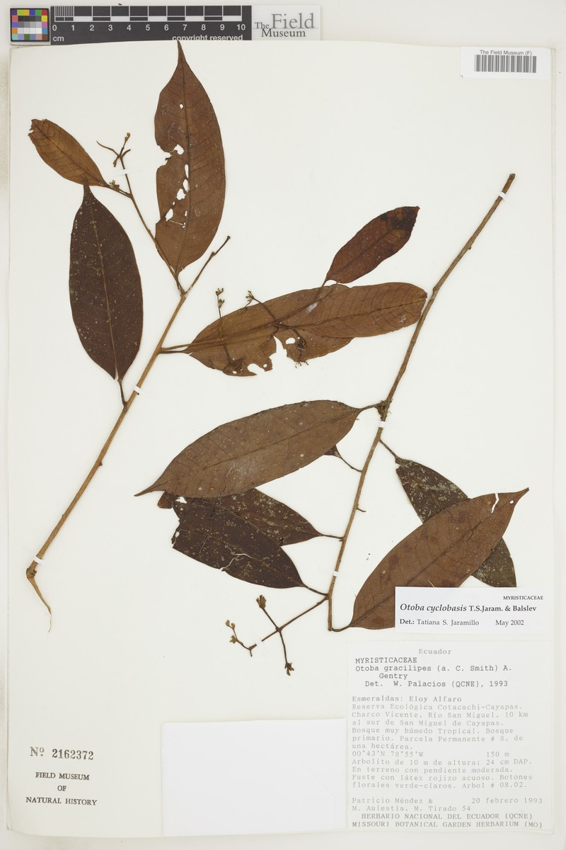Otoba cyclobasis