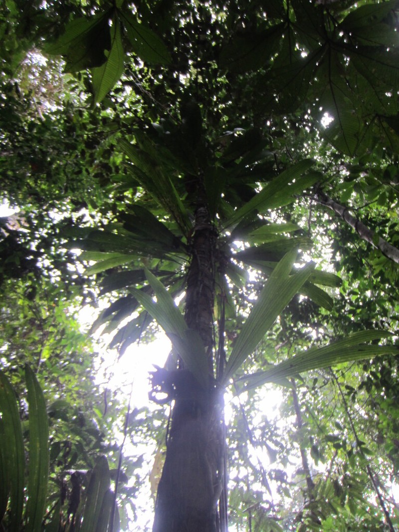 Otoba glycycarpa