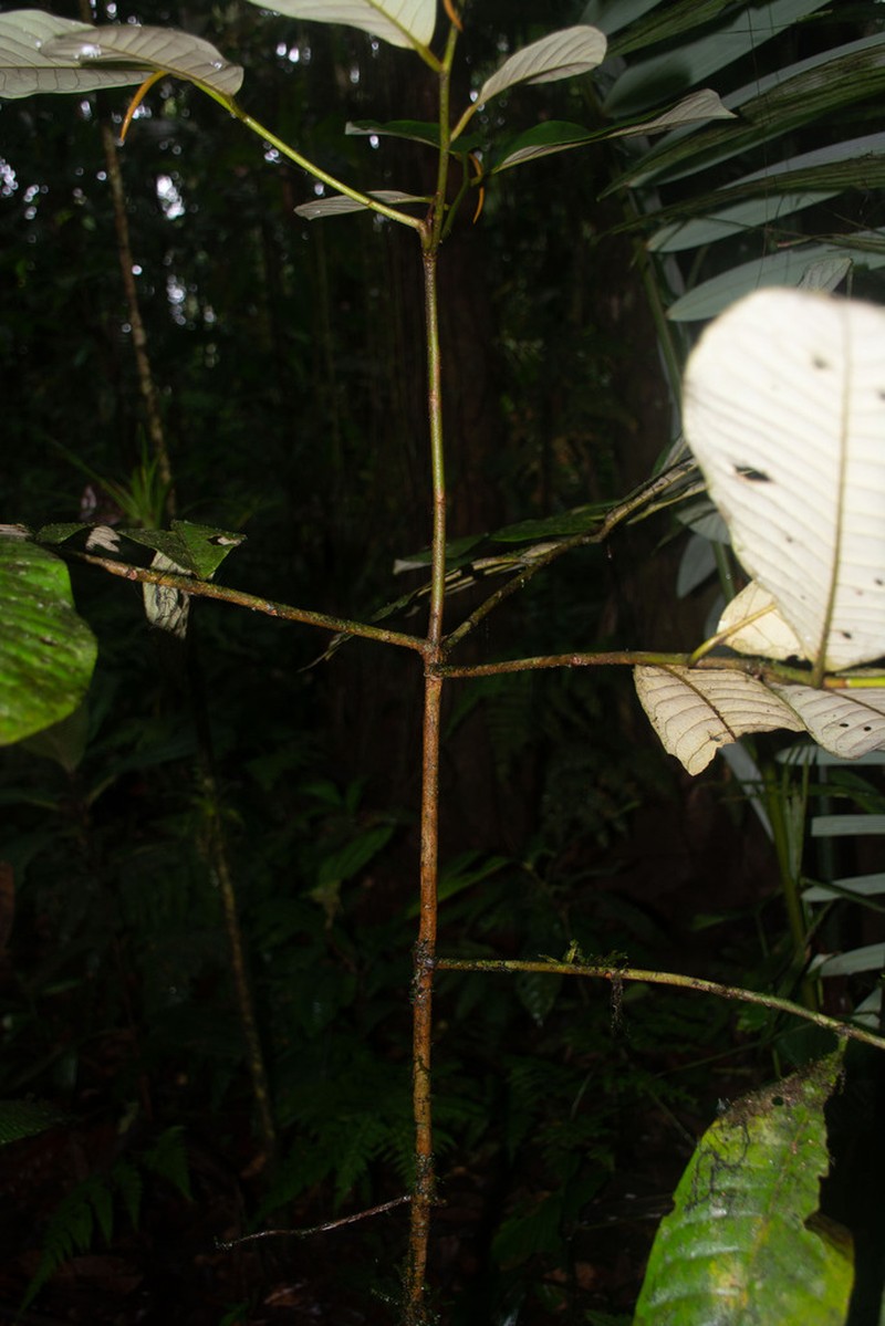 Otoba gordoniifolia
