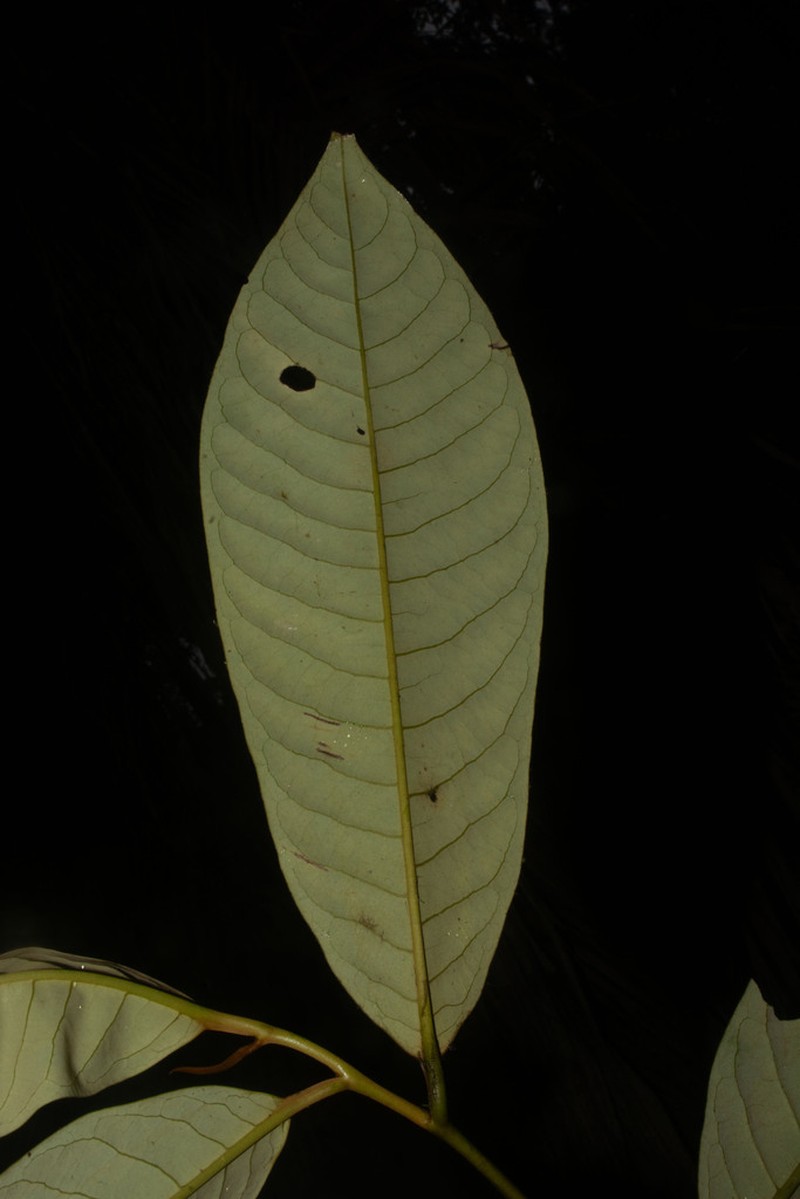 Otoba gordoniifolia photo 2