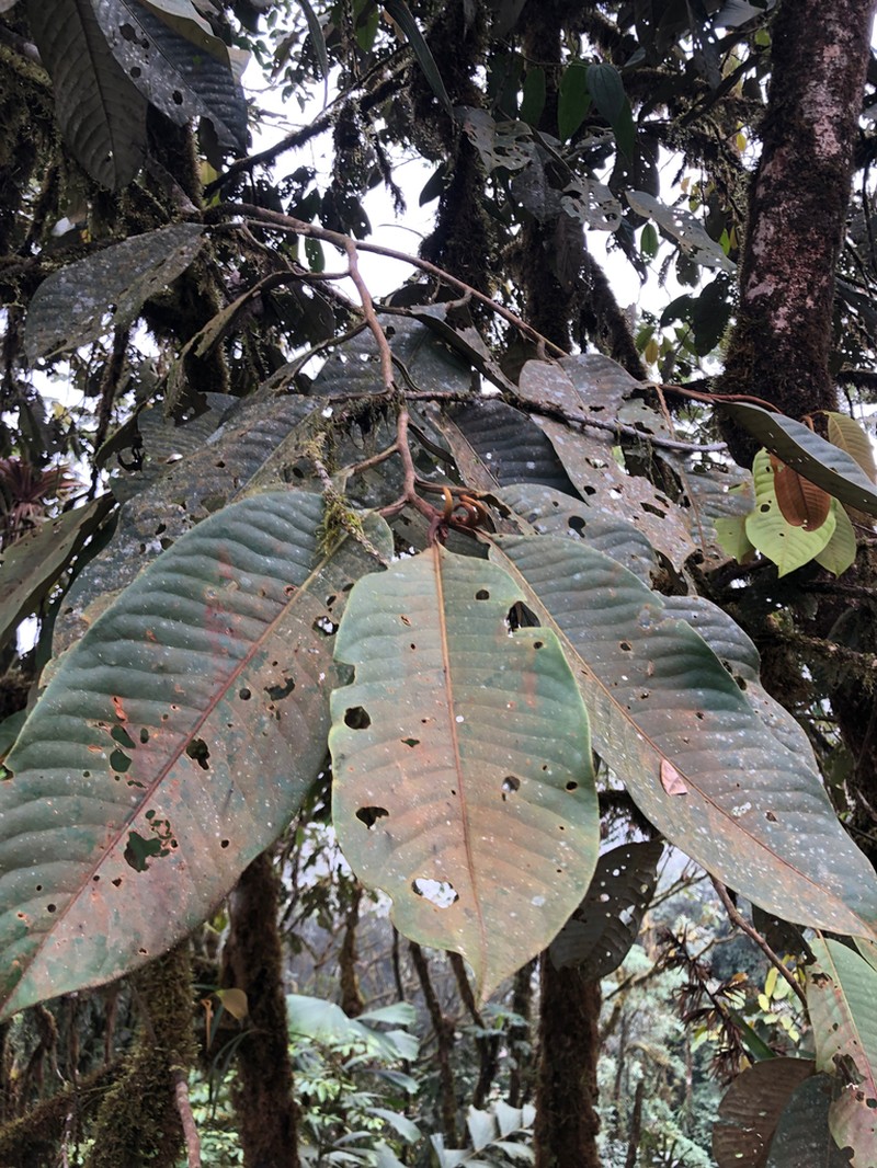 Otoba gordoniifolia photo 3