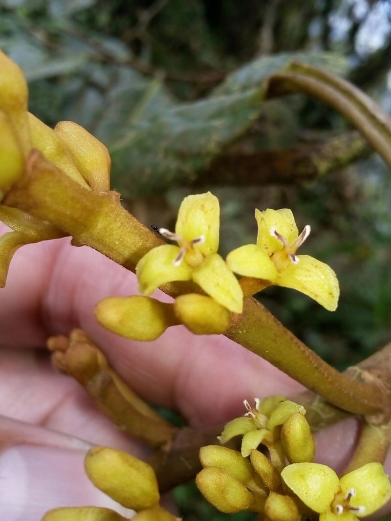 Otoba gordoniifolia photo 4