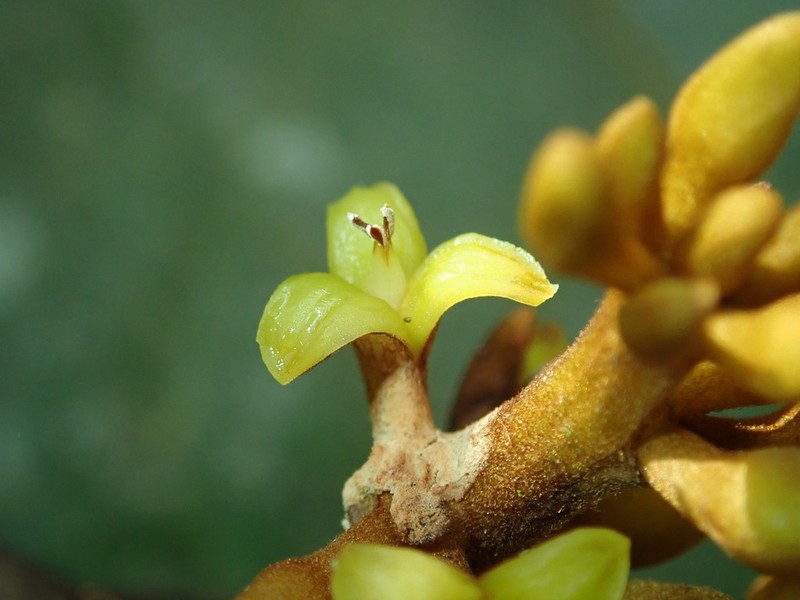 Otoba gordoniifolia photo 5