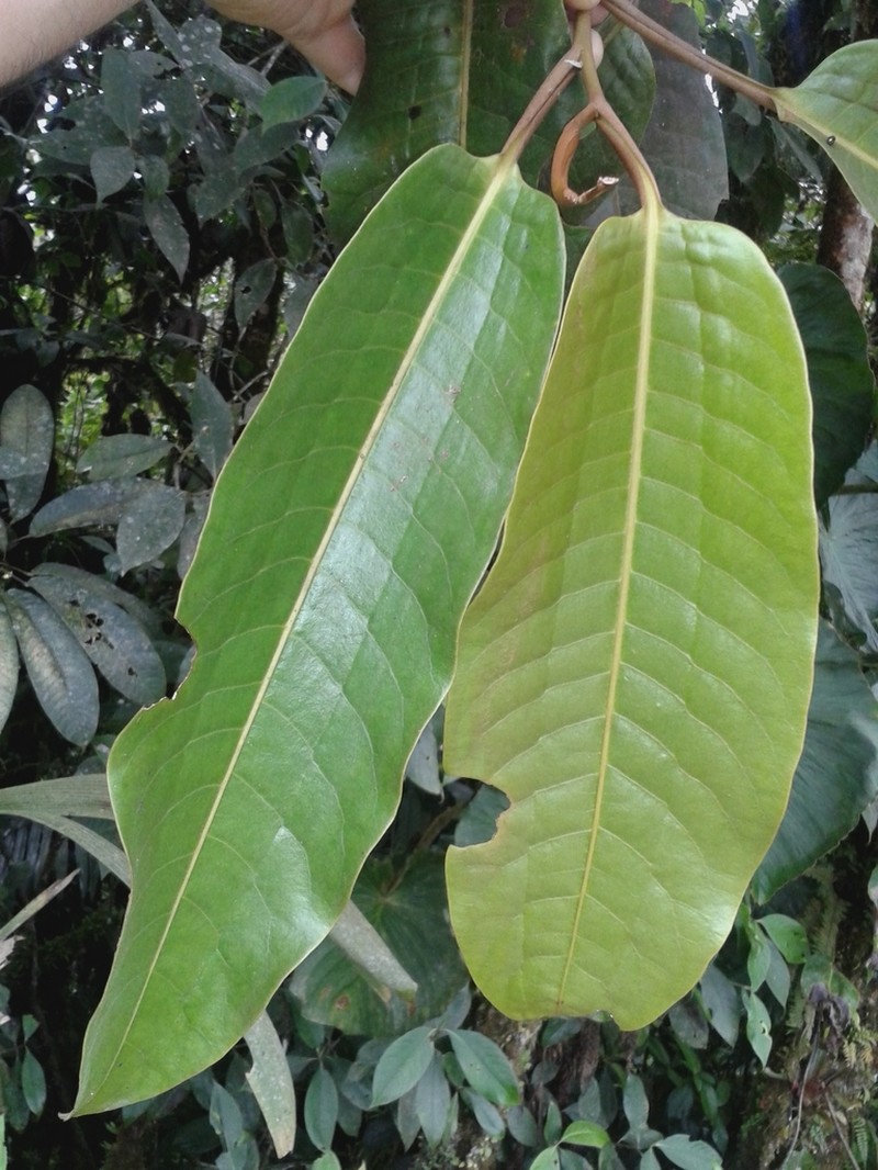 Otoba gordoniifolia photo 6