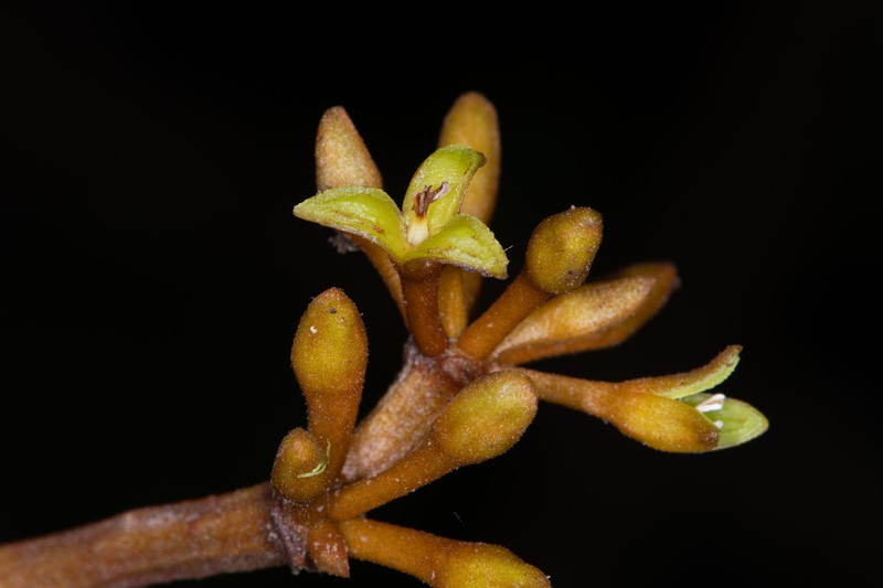 Otoba gordoniifolia photo 8