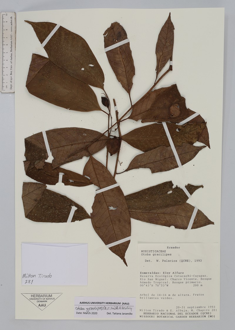 Otoba gracilipes