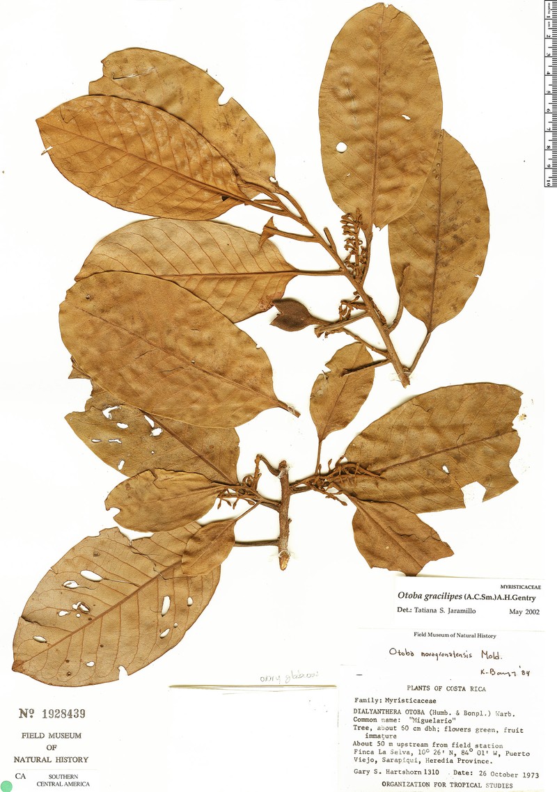 Otoba gracilipes photo 2