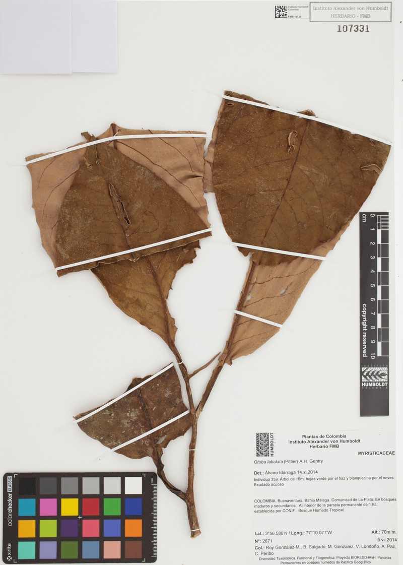 Otoba latialata
