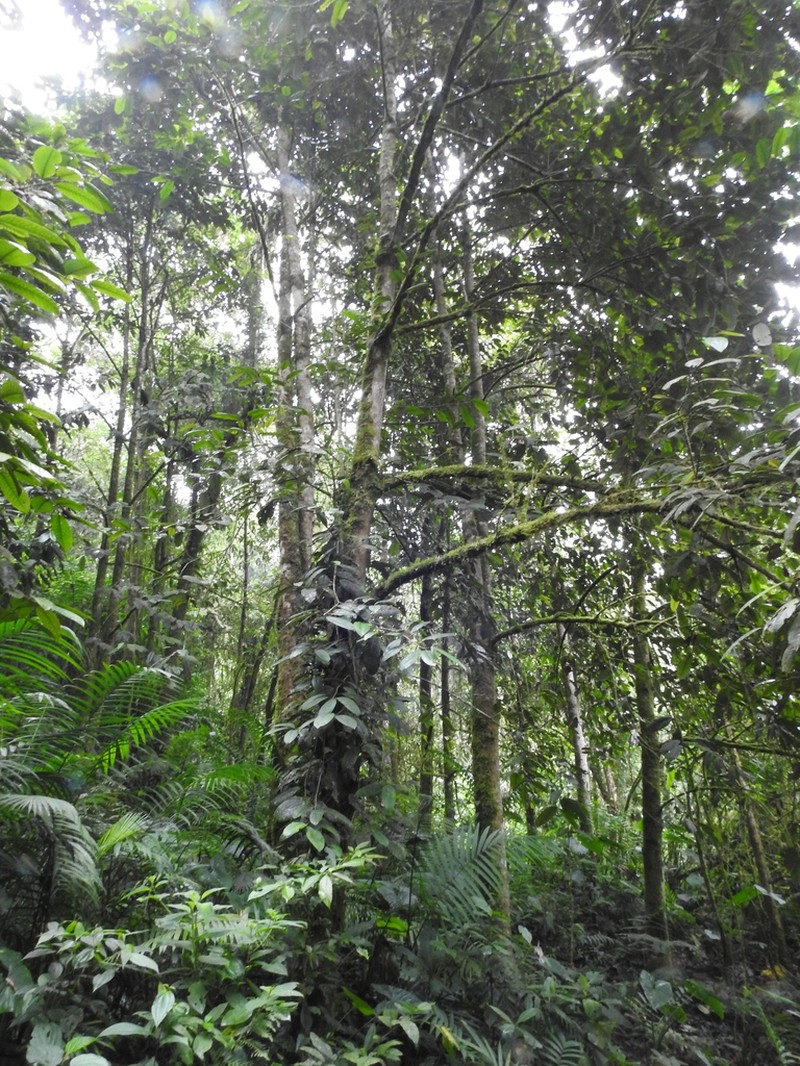 Otoba lehmannii