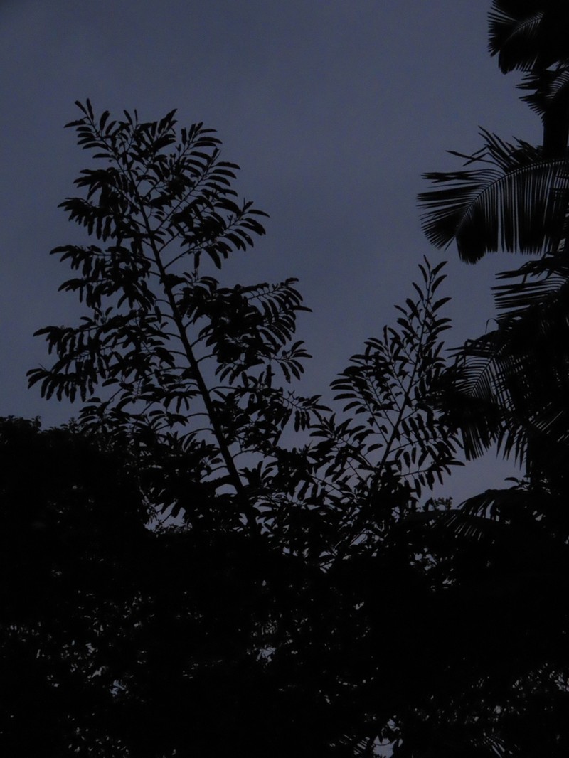 Otoba lehmannii photo 2