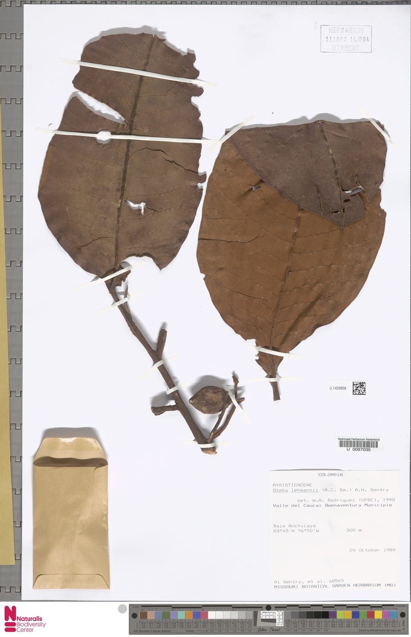 Otoba lehmannii photo 3