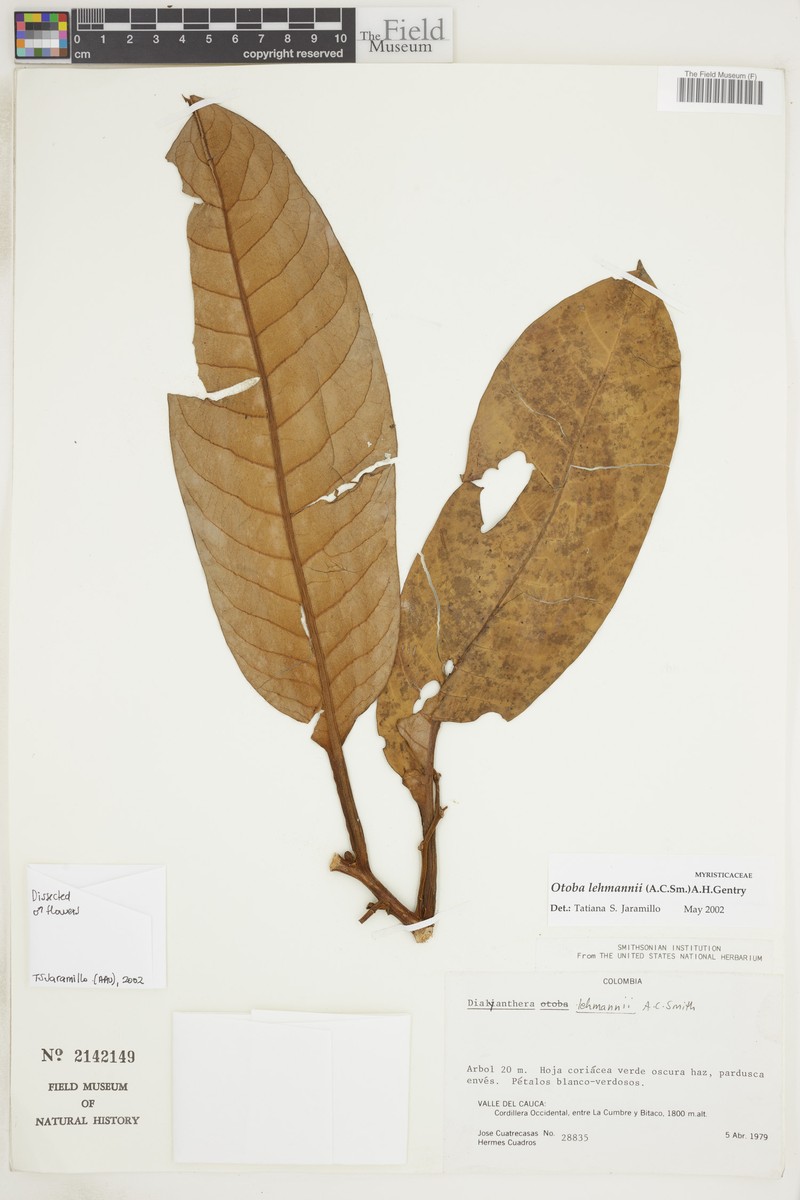Otoba lehmannii photo 4