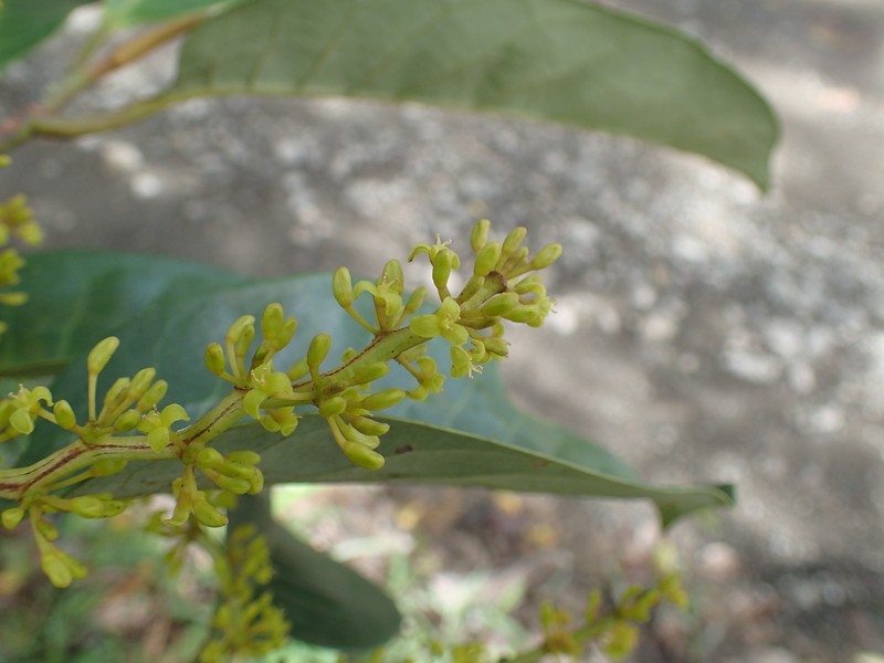 Otoba novogranatensis