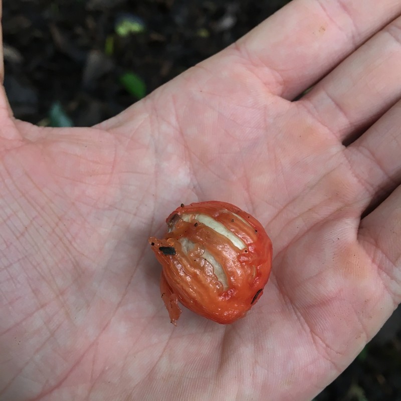 Otoba novogranatensis photo 2