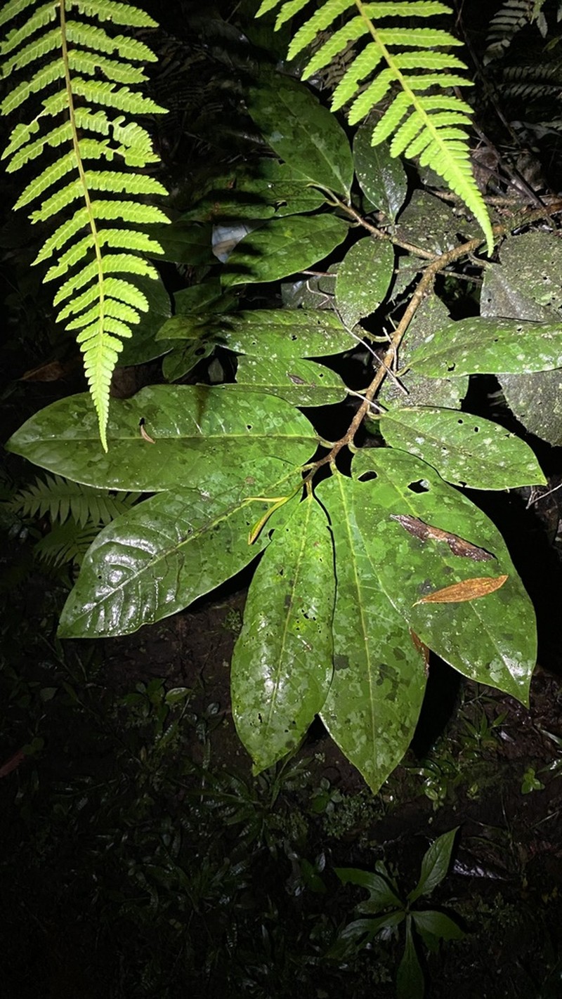 Otoba novogranatensis photo 3