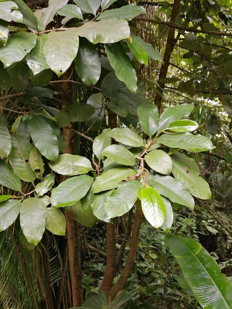 Otoba novogranatensis photo 4