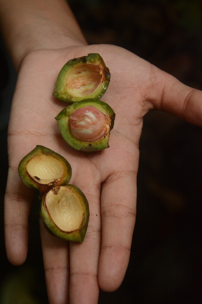 Otoba novogranatensis photo 5