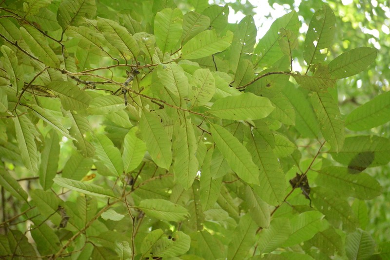 Otoba novogranatensis photo 6