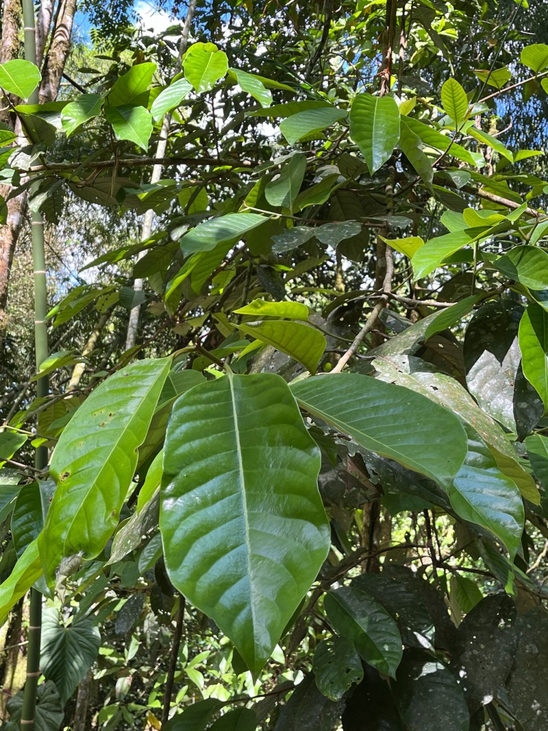 Otoba novogranatensis photo 7