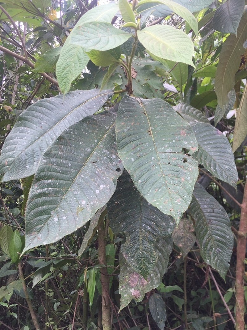 Otoba parvifolia