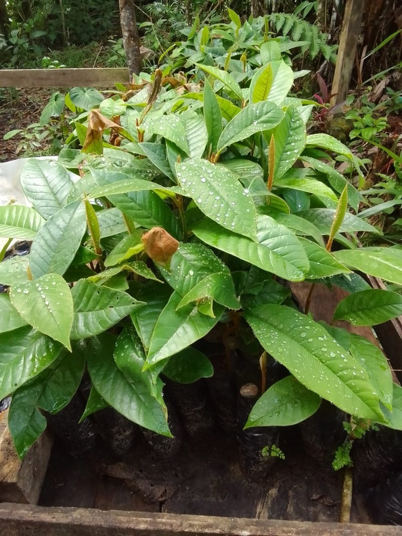 Otoba parvifolia photo 2