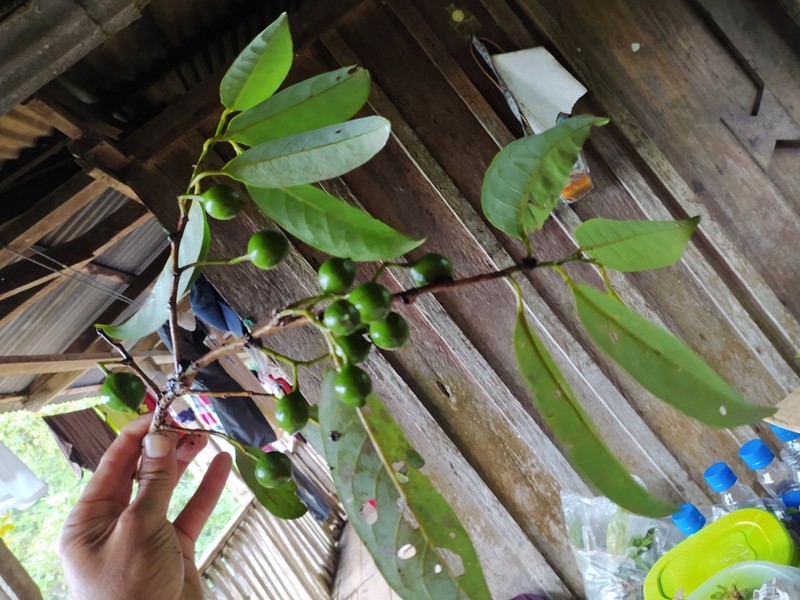 Otoba parvifolia photo 3
