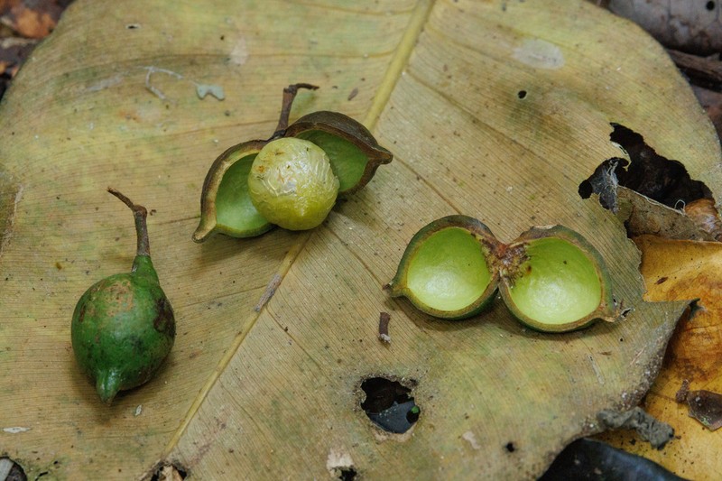 Otoba parvifolia photo 4