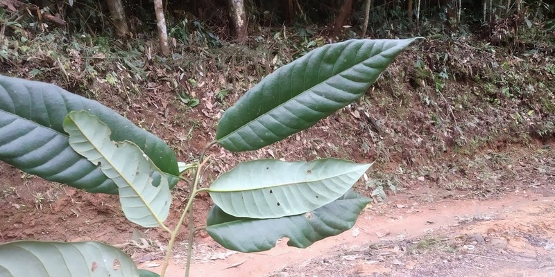 Otoba parvifolia photo 5