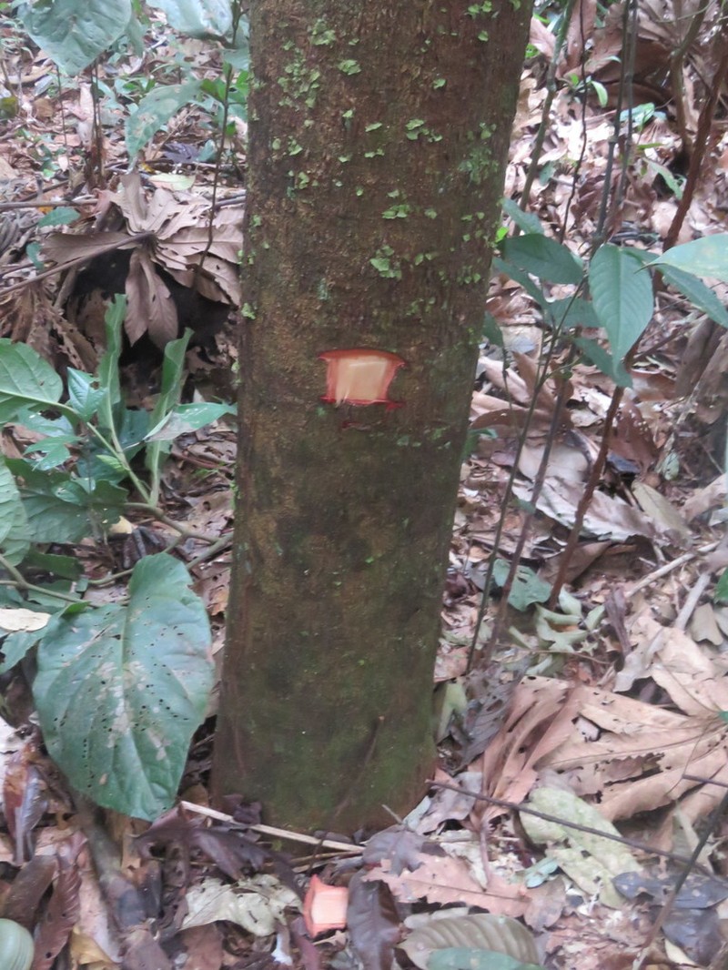 Otoba parvifolia photo 6